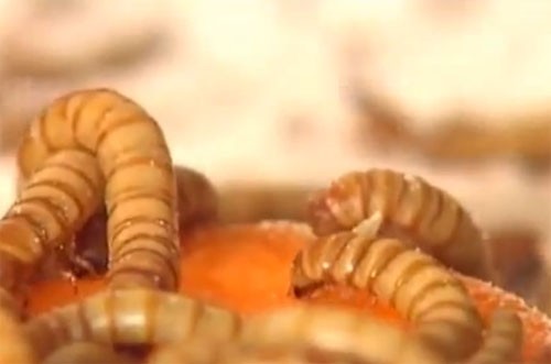虫　食用